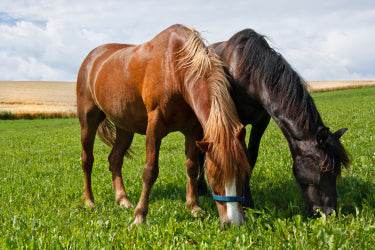 Horse Feed Store  Unbeatable Prices