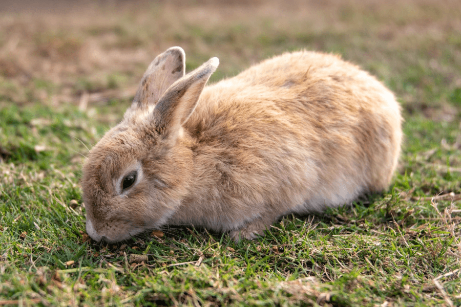 Rabbit feed pellets hotsell